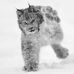 Oliver Bollmann - Facebook