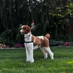 Oliver Bollmann - @oliver__the__poodle - Instagram