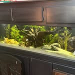 Oliver Bowen - @ollys_aquariums - Instagram