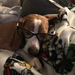 oliver bowen - @oliverthebeagleoffical - Instagram
