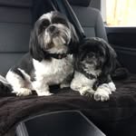 -Ollie🐶Bobs- - @oliver_bowles - Instagram