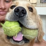 Oliver Bray - @olliebraythegolden - Instagram