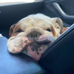Oliver 🐶🐾 - @bulldogs_oliver_buddy_bella - Instagram