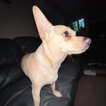 Oliver & Buddy - @oliverandbuddy_ - Instagram