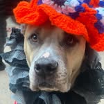 Oliver’s Daily Buddy - @olivers_daily_buddy - Instagram