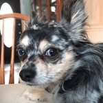Oliver - @oliverburger.chihuahua - Instagram