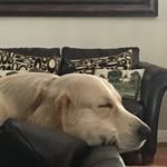 Oliver Burrows - @savvydoggo - Instagram
