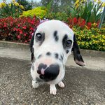 Sir Ford Oliver Calhoun - @40spots - Instagram