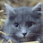 Oliver Carlson - @fuzzy_sheep101 - Instagram