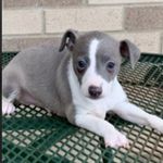Oliver Owen Carlson - @oliverowen1206 - Instagram