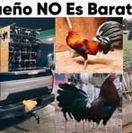 Oliver Carrillo - Facebook