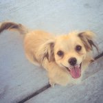 My Name Is Oliver Cepeda - @pomchi.oliver - Instagram
