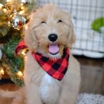 Oliver Chadwick - @goldndudeoliver - Instagram