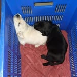 Cherry and Oliver - @cherryoliverthelabs - Instagram