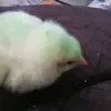 Oliver the Chick - @savingachick - TikTok