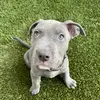 oliverthechickmagnet - @oliverthechickmagnet - TikTok