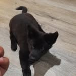 Theyluvme - @oliverchickennugget - Instagram