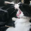 Oliverclowncat - @oliverclowncat - TikTok