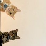 Oliver and CoCo Combs - @catsinhardhats - Instagram