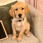Oliver Corbin - @_oliver.the.golden - Instagram