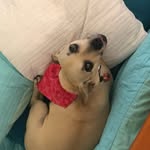 Oliver Crowe - @olivercrowe5 - Instagram