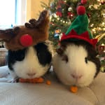 Crumpet & Oliver - @crumpet_and_oliver - Instagram