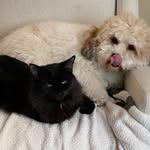 ollie & crumpie & maximus! - @oliver_crumpet_maxy - Instagram