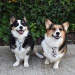 Oliver & Daisy - @oliver.and.daisy - Instagram