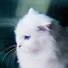Oliver Dai - @30585725873 - TikTok