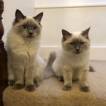Oliver Daly - @oliverdaly2006 - Instagram