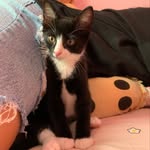 Oliver Dash - @oliverdash_the_tuxedokitty - Instagram