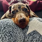 Oliver_Dash Full Time Good Boy😇 Cheesiest Pup In Town😎 - @oliver_dash_ - Instagram