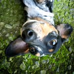 Oliver the Dachshunds - @oliverdasch - Instagram