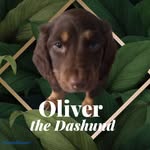 Oliver the Dashund - @oliverdashund - Instagram