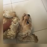 Oliverthecockerspaniel - @oliver_da_spaniel - Instagram