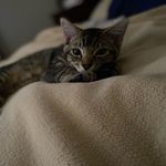 Oliver diamond - @oliver_the_cat56 - Instagram