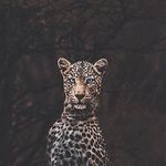 Oliver Diamond - @801diamond - Instagram