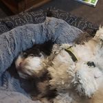 Oliver Dobson - @dobbo11339 - Instagram