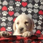Liam Oliver Dougherty - @loveableliamatlarge - Instagram