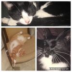 ODAkitcats - @oliver.dudley.archie - Instagram