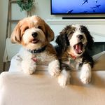 Oliver & Dudley - @ollieanddudley - Instagram