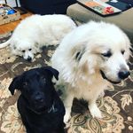 Oliver, Dudley, and Marshall - @ollie.dudley.marshall - Instagram
