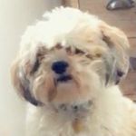 🐶Oliver dudley kerr 🐶 - @olli_2018 - Instagram