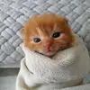 user2016506798477 - @oliver_cat_of_edmonds - TikTok