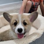 Oliver Elder - @oliver._.thecorgi - Instagram