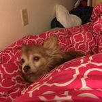 Oliver the Elder Chihuahua - @oliver.the.elder.chihuahua - Instagram