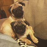 Oliver and Farley - @adventuresofoliverandfarley - Instagram