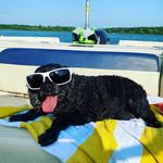 Oliver Flash 🐾 Cavapoo - @wolfish516 - Instagram