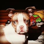 Oliver Floyd - @sirolliefloyd - Instagram