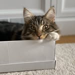 Oliver - Norwegian Forest Cat🐯 - @oliver_nfo - Instagram